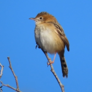 Cisticola exilis at Fyshwick, ACT - 7 Jul 2020