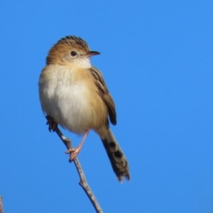 Cisticola exilis at Fyshwick, ACT - 7 Jul 2020