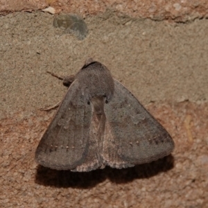 Pantydia capistrata at Black Range, NSW - 11 Jul 2020