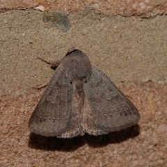 Pantydia capistrata (An Erebid moth) at Black Range, NSW - 11 Jul 2020 by AndrewMcCutcheon
