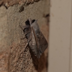 Pantydia capistrata at Black Range, NSW - 11 Jul 2020 06:39 PM