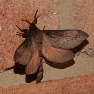 Oxycanus silvanus at Black Range, NSW - 12 Jul 2020 07:17 PM