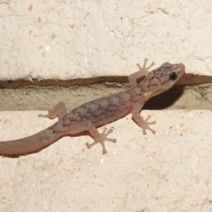 Christinus marmoratus at Fadden, ACT - 6 Mar 2018