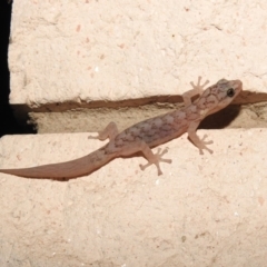 Christinus marmoratus at Fadden, ACT - 6 Mar 2018