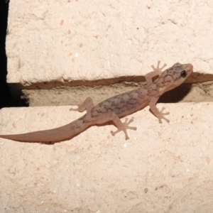 Christinus marmoratus at Fadden, ACT - 6 Mar 2018