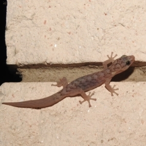 Christinus marmoratus at Fadden, ACT - 6 Mar 2018