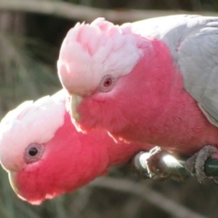 Eolophus roseicapilla (Galah) at Flynn, ACT - 13 Jul 2020 by Christine