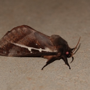 Oxycanus dirempta at Black Range, NSW - 12 Jul 2020 07:56 PM