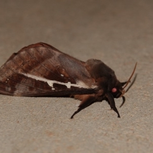 Oxycanus dirempta at Black Range, NSW - 12 Jul 2020