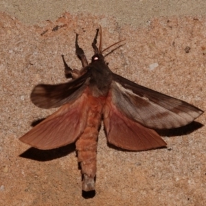 Oxycanus dirempta at Black Range, NSW - 12 Jul 2020