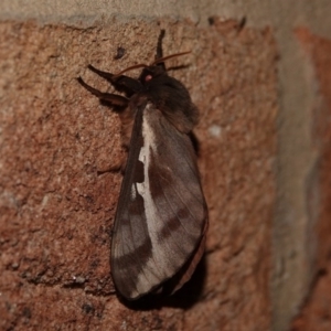 Oxycanus dirempta at Black Range, NSW - 12 Jul 2020