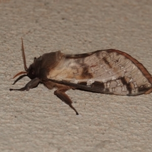 Oxycanus dirempta at Black Range, NSW - 12 Jul 2020 07:56 PM