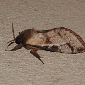 Oxycanus dirempta at Black Range, NSW - 12 Jul 2020