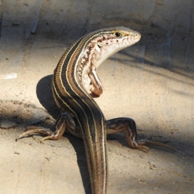 Ctenotus robustus (Robust Striped-skink) at Stromlo, ACT - 7 Apr 2018 by YumiCallaway