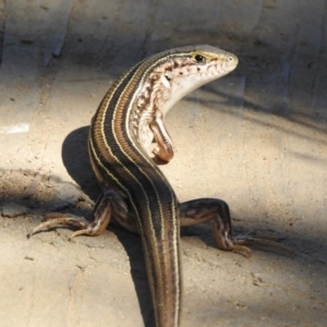 Ctenotus robustus at Stromlo, ACT - 7 Apr 2018