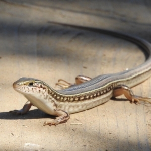 Ctenotus robustus at Stromlo, ACT - 7 Apr 2018 11:52 AM