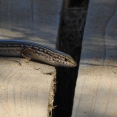 Ctenotus robustus at Stromlo, ACT - 7 Apr 2018 11:52 AM