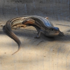 Ctenotus robustus at Stromlo, ACT - 7 Apr 2018 11:52 AM