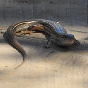 Ctenotus robustus at Stromlo, ACT - 7 Apr 2018 11:52 AM