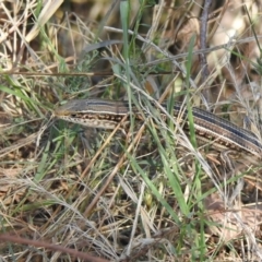 Ctenotus robustus at Stromlo, ACT - 7 Apr 2018 11:52 AM