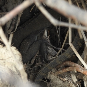 Intellagama lesueurii howittii at Burra, NSW - 16 Apr 2018