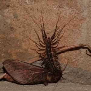 Allothereua maculata at Black Range, NSW - 12 Jul 2020 10:29 PM