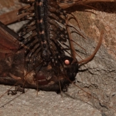 Allothereua maculata at Black Range, NSW - 12 Jul 2020 10:29 PM