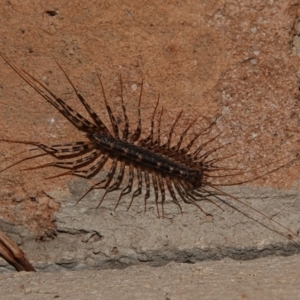 Allothereua maculata at Black Range, NSW - 12 Jul 2020