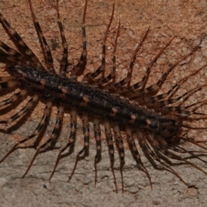 Allothereua maculata at Black Range, NSW - 12 Jul 2020