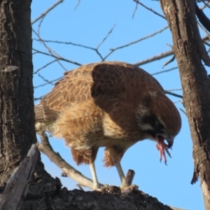 Falco berigora at Fyshwick, ACT - 13 Jul 2020