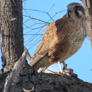 Falco berigora at Fyshwick, ACT - 13 Jul 2020 04:57 PM