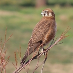 Falco berigora at Fyshwick, ACT - 13 Jul 2020 04:57 PM