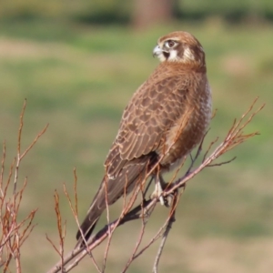 Falco berigora at Fyshwick, ACT - 13 Jul 2020 04:57 PM