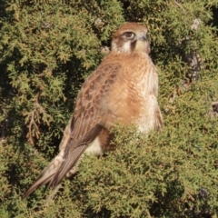 Falco berigora at Fyshwick, ACT - 13 Jul 2020 04:57 PM