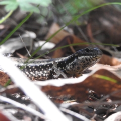 Eulamprus heatwolei (Yellow-bellied Water Skink) at Tidbinbilla Nature Reserve - 28 Feb 2018 by YumiCallaway