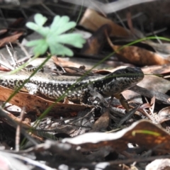 Eulamprus heatwolei at Paddys River, ACT - 28 Feb 2018