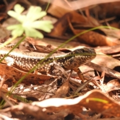 Eulamprus heatwolei at Paddys River, ACT - 28 Feb 2018