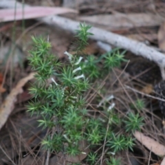 Leucopogon juniperinus (Long Flower Beard-Heath) at Moruya, NSW - 11 Jul 2020 by LisaH