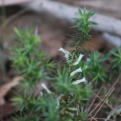 Leucopogon juniperinus at Moruya, NSW - 11 Jul 2020