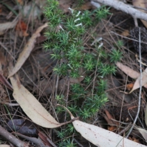 Leucopogon juniperinus at Moruya, NSW - 11 Jul 2020 05:44 PM