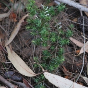Leucopogon juniperinus at Moruya, NSW - 11 Jul 2020