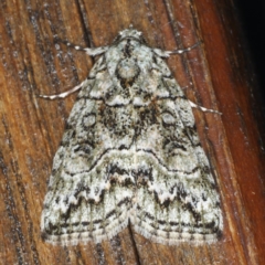 Calathusa basicunea (Eastern Calathusa) at Congo, NSW - 7 Jul 2020 by jb2602