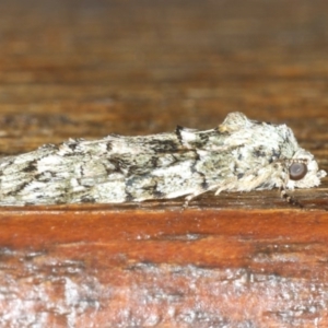 Calathusa basicunea at Congo, NSW - 7 Jul 2020