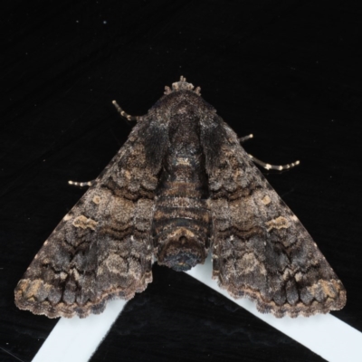 Pataeta carbo (Dark Euteliid) at Congo, NSW - 7 Jul 2020 by jb2602