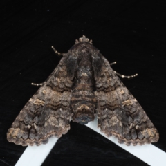 Pataeta carbo (Dark Euteliid) at Congo, NSW - 7 Jul 2020 by jbromilow50
