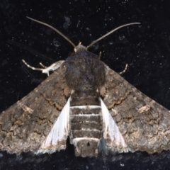 Pataeta carbo at Congo, NSW - 7 Jul 2020 06:18 PM