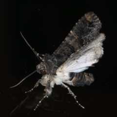 Pataeta carbo at Congo, NSW - 7 Jul 2020 06:18 PM