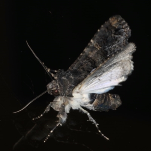 Pataeta carbo at Congo, NSW - 7 Jul 2020 06:18 PM