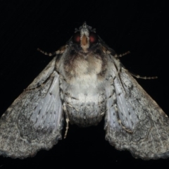 Pataeta carbo at Congo, NSW - 7 Jul 2020 06:18 PM