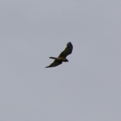 Circus approximans (Swamp Harrier) at Batemans Marine Park - 13 Jul 2020 by LisaH